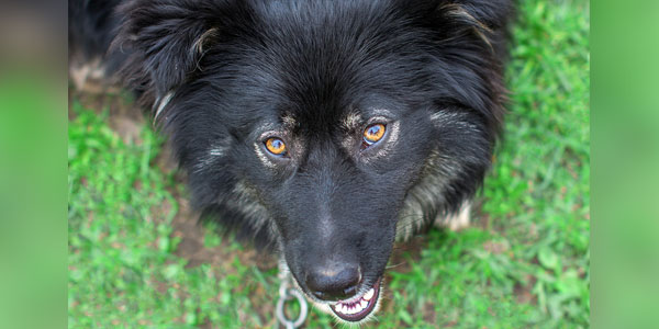 $10M financing helps marry canine and human cancer techniques