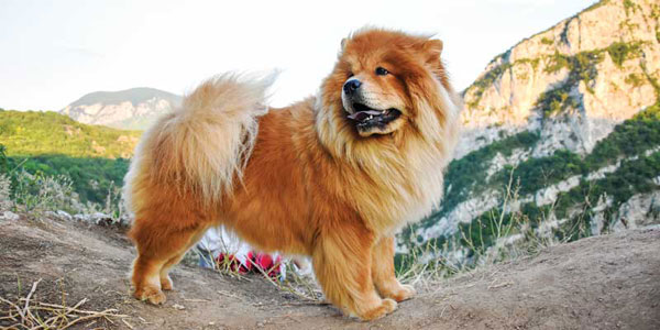 Canine diabetes: When one size doesn’t fit all