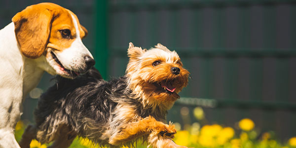 Is your practice in Charleston, W.Va.? Watch out for roundworms
