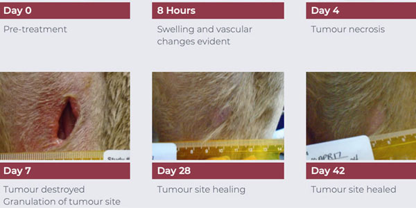 Local control of mast cell tumors