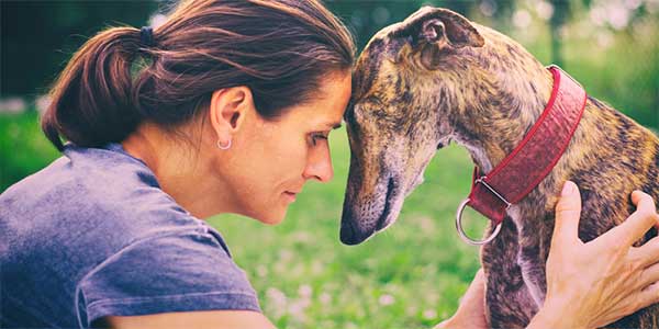 Anesthetic malignant hyperthermia in greyhounds