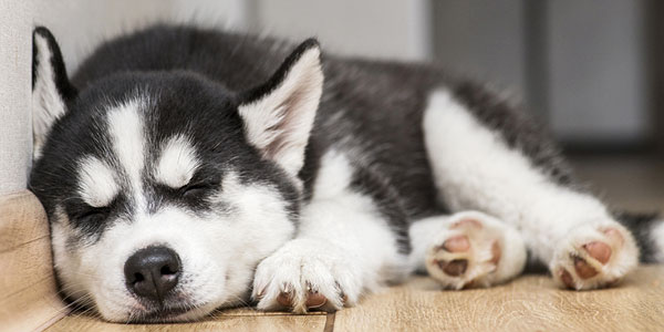 Parvo preventative picks up speed