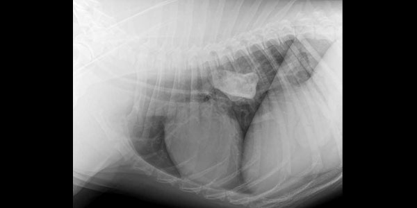 Test your veterinary knowledge with our monthly Brain Teaser!