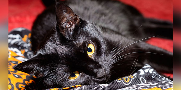 Cat friendship benefits children with autism spectrum disorder