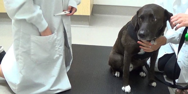 Dogs stressed, fearful when without owners during exams