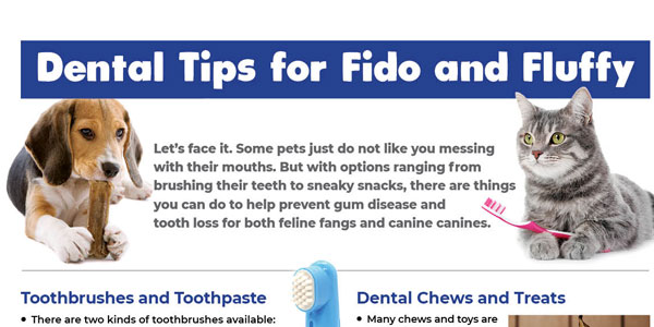 Dental care tips infographic download (photos)