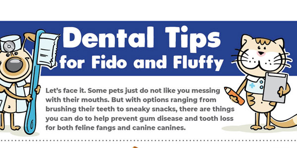 Dental care tips infographic download (illustrations)