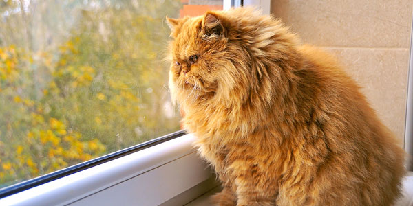 Arthritis, UTIs among top obesity-related pet insurance claims