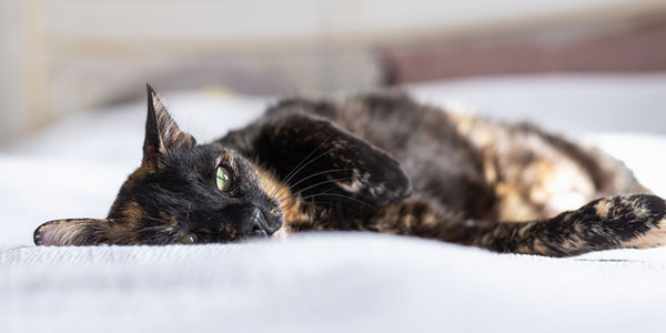Feline oral cancer, DCM therapies to be explored
