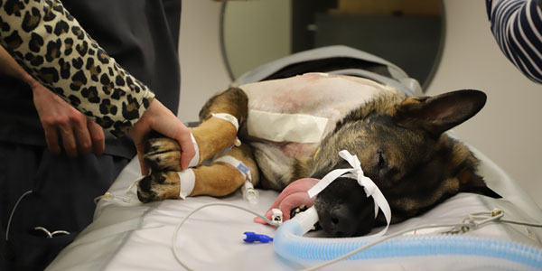Spinal surgery saves life of Washington K9 officer