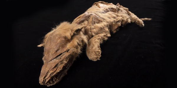 Ancient wolf pup found in Canada shows European ancestry