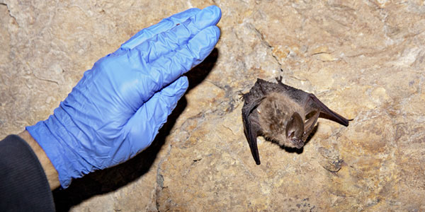 Fungal disease threatens western bat populations
