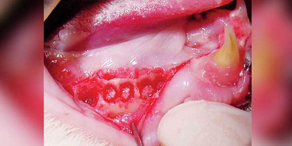 Feline extractions: Easy tips to get them right