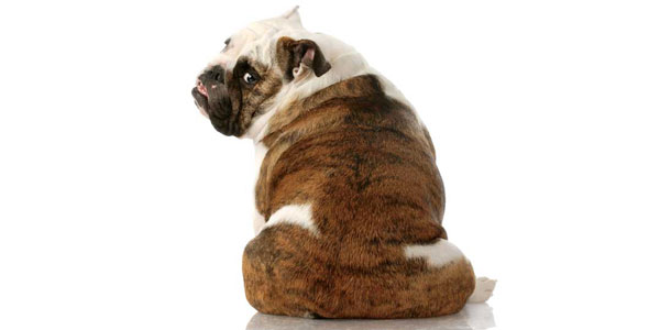 Canine OA: Why counting calories isn’t just for humans
