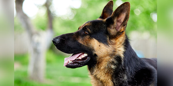 Heartworm diligence key to safe transport of dogs