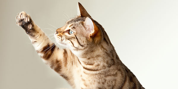 Elective declawing banned in Cat Friendly Practices