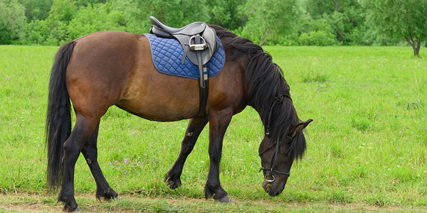 Horse therapy could benefit adults with Parkinson’s disease