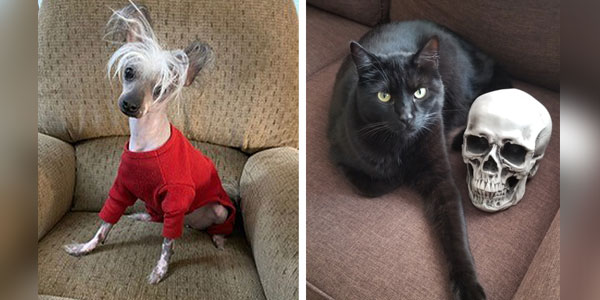 “Scarlett No Haira,” “Edgar Allan Paw” top wackiest pet names of 2020