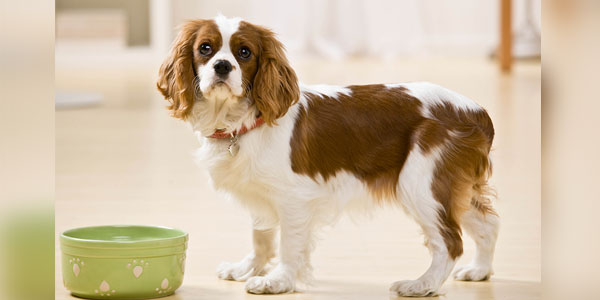 Dog food contamination leads to voluntary recall