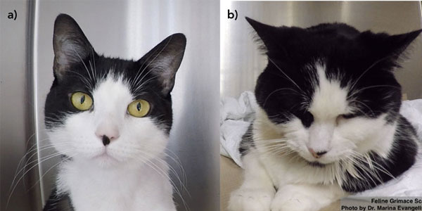 Benefits of using the Feline Grimace Scale