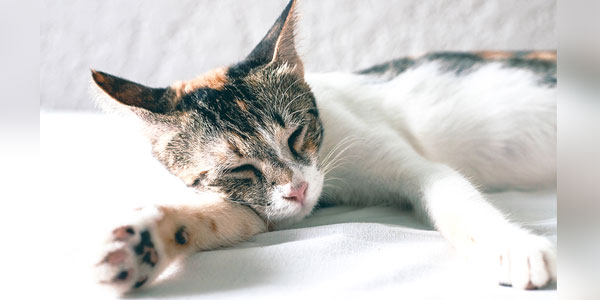 Feline-friendly tactics can help boost the bottom line