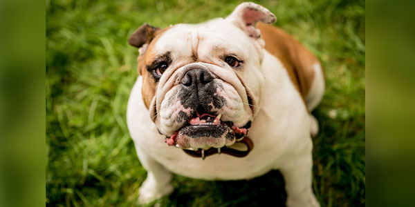 Cancer misdiagnosis may be common in English bulldogs