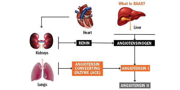 A wholehearted approach to treating the cardiac patient
