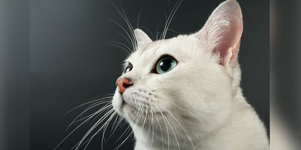 Cat basis rebrand displays international imaginative and prescient