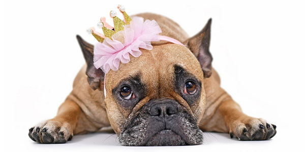 ‘Princess’ endures as most popular pet name