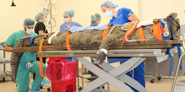 Shoe-eating croc receives gastrotomy