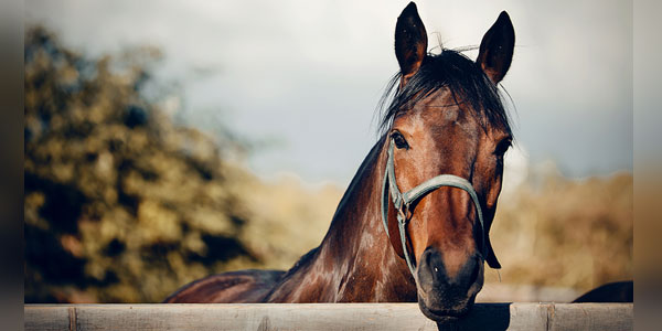 Horse pyrexia drug gets distribution deal
