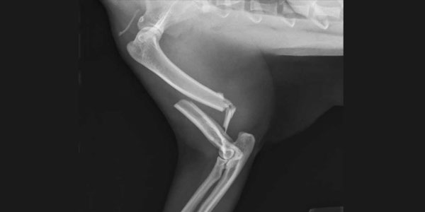Test your veterinary knowledge with our February Brain Teaser!