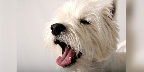 'Doggy breath' may point to bigger health concerns
