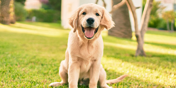 Canine genetics, health to be explored at summit