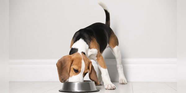 Human-grade dog chow might aid digestion