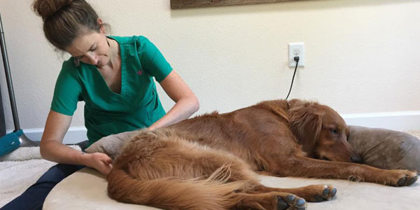 Career and entrepreneurial opportunities for veterinary nurses