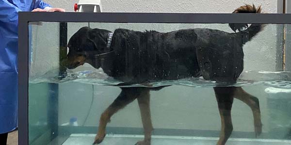 Treating canine osteoarthritis without opioids