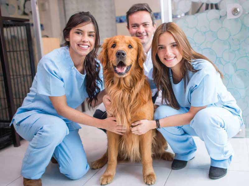 Veterinary Group Solutions