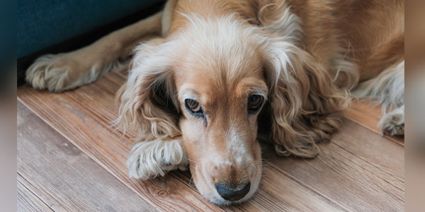 Reassure owners to prevent post-pandemic surrenders