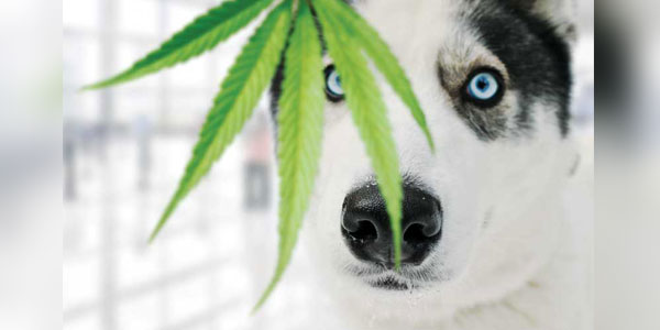Cannabis products continue to rise in popularity, but is there proof they work?