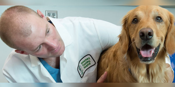 Gene therapy might offer relief for canine OA