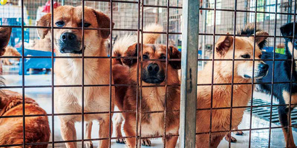 2020: A year the veterinary world changed course