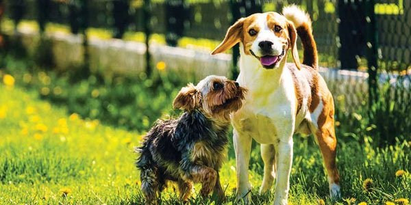 Why leptospirosis incidence are on the rise