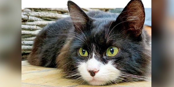 A look inside: Using digital radiography to confirm feline osteoarthritis