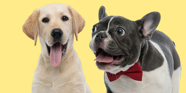 Surprise breed climbs AKC’s national rankings
