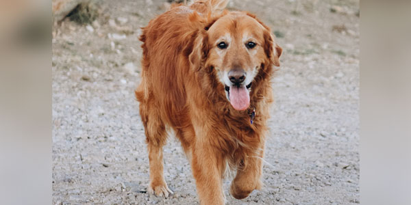 National study to shed light on canine OA