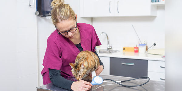 Tracking blood pressure vital to feline preventive care