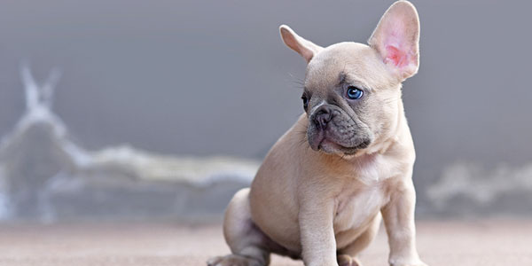 Why are pet thefts on the rise?