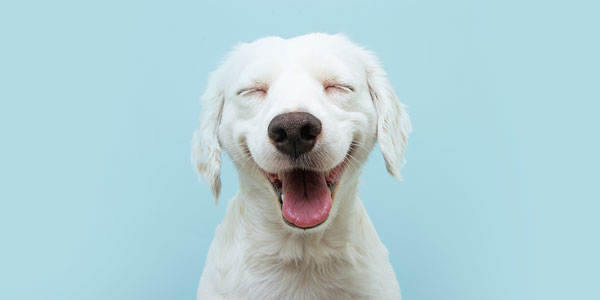 $108,000 donation supports canine health research