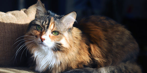 Age-specific care aids in feline patient compliance